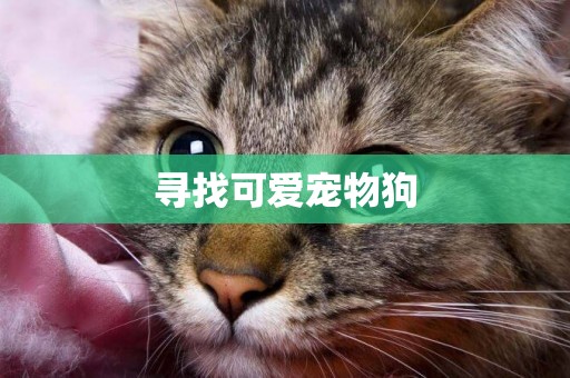 尋找可愛寵物狗