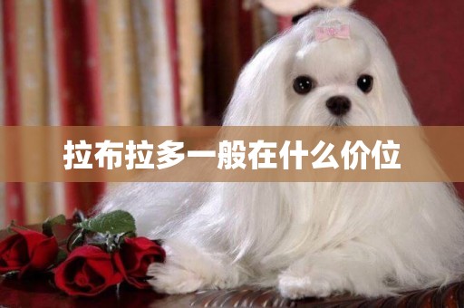 拉布拉多一般在什么價位