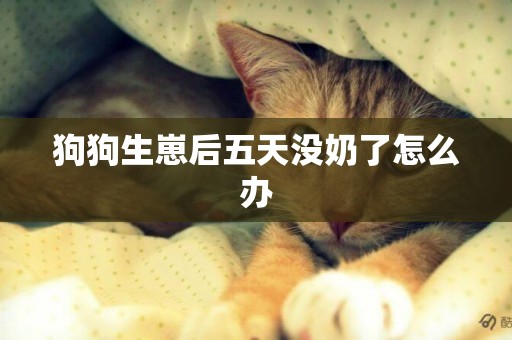 狗狗生崽后五天沒奶了怎么辦