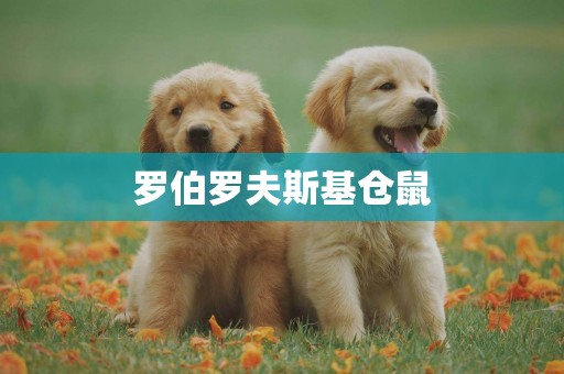 羅伯羅夫斯基倉鼠