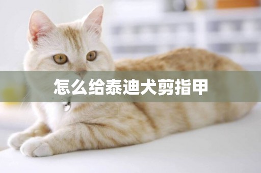 怎么給泰迪犬剪指甲