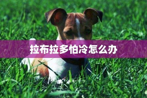拉布拉多怕冷怎么辦