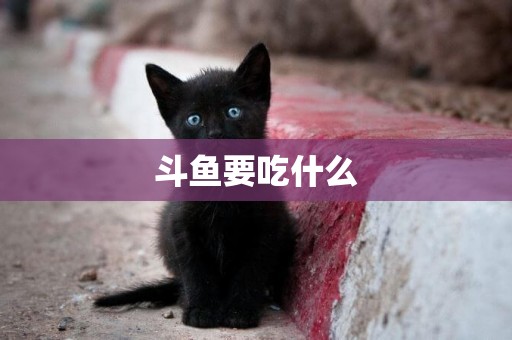 斗魚要吃什么
