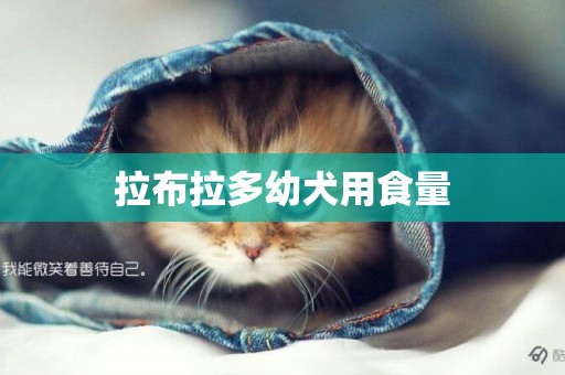 拉布拉多幼犬用食量