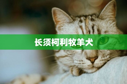 長須柯利牧羊犬