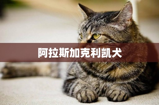 阿拉斯加克利凱犬