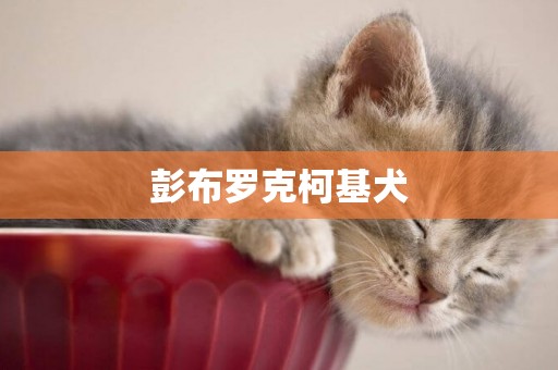彭布羅克柯基犬