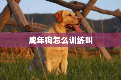 成年狗怎么訓練叫