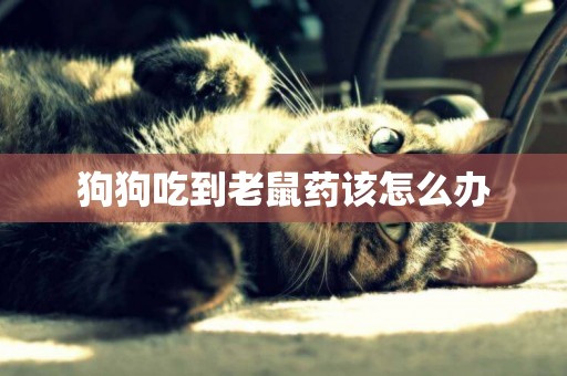 狗狗吃到老鼠藥該怎么辦
