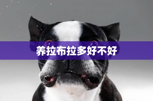 養拉布拉多好不好