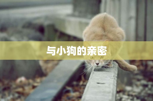 與小狗的親密