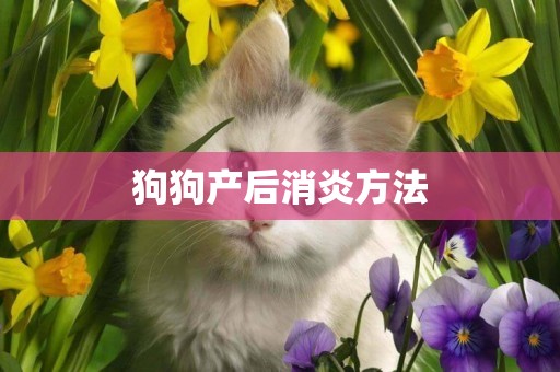 狗狗產后消炎方法