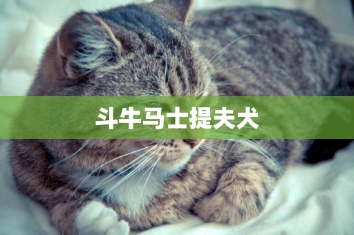 斗牛馬士提夫犬