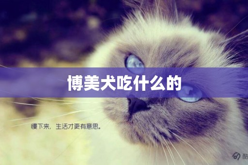 博美犬吃什么的