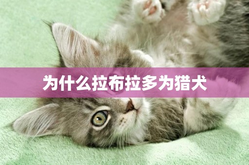 為什么拉布拉多為獵犬