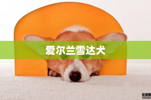 愛爾蘭雪達犬