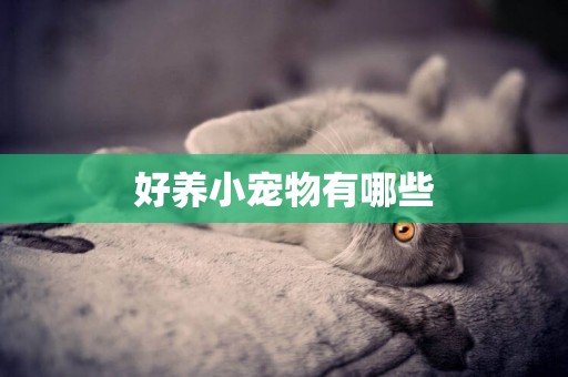 好養小寵物有哪些
