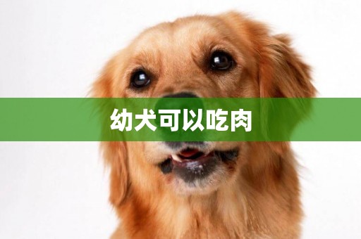 幼犬可以吃肉