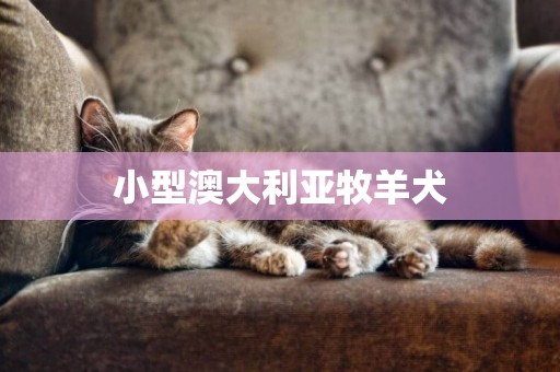 小型澳大利亞牧羊犬
