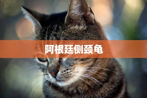 阿根廷側頸龜