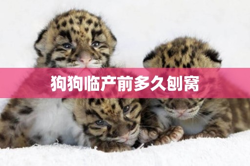 狗狗臨產前多久刨窩