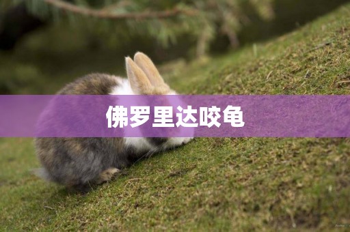 佛羅里達咬龜