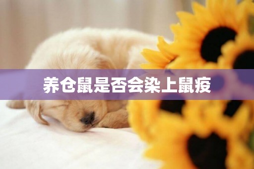 養倉鼠是否會染上鼠疫