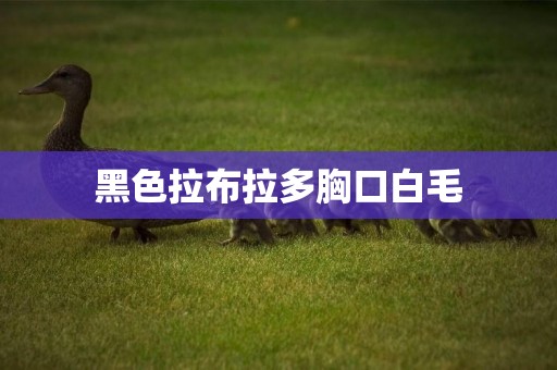 黑色拉布拉多胸口白毛