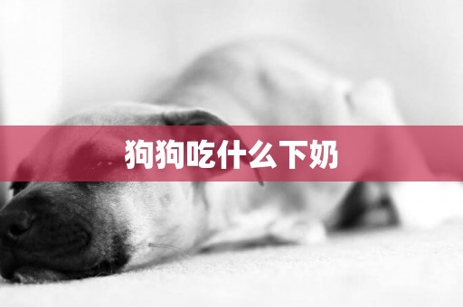 狗狗吃什么下奶