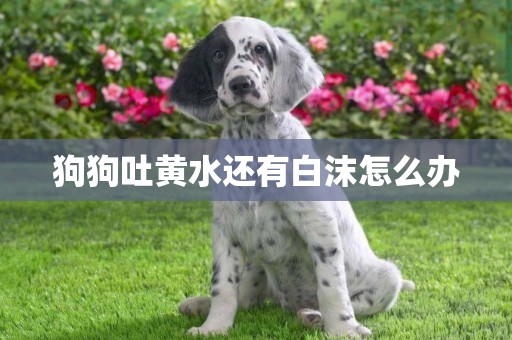 狗狗吐黃水還有白沫怎么辦