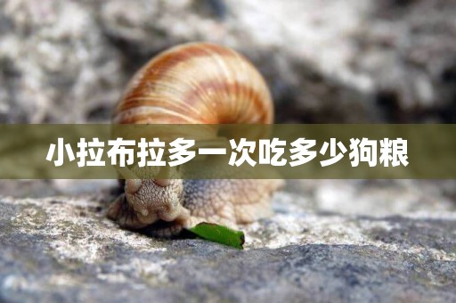 小拉布拉多一次吃多少狗糧