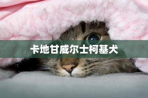 卡地甘威爾士柯基犬