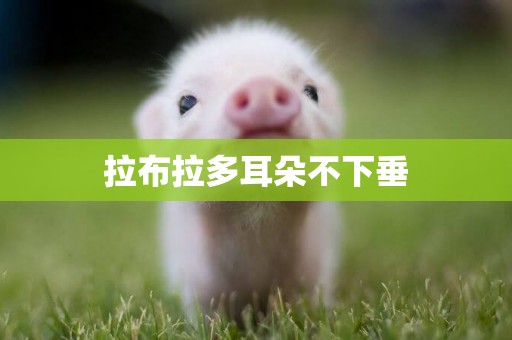 拉布拉多耳朵不下垂