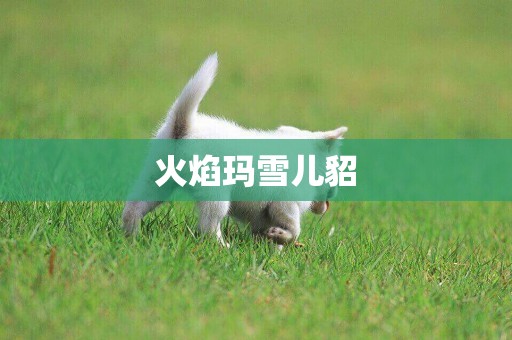 火焰瑪雪兒貂