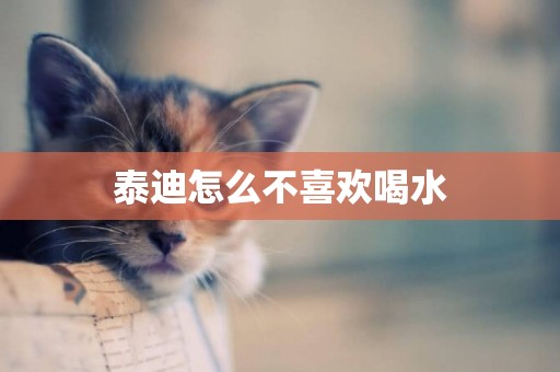 泰迪怎么不喜歡喝水