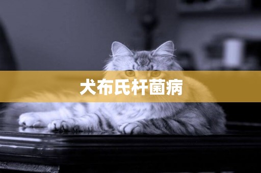 犬布氏桿菌病
