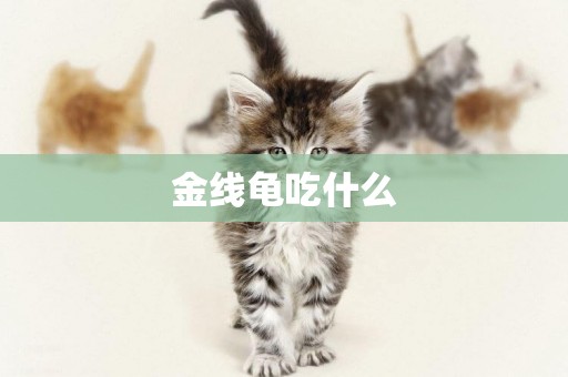 金線龜吃什么
