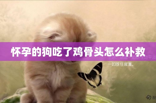 懷孕的狗吃了雞骨頭怎么補救