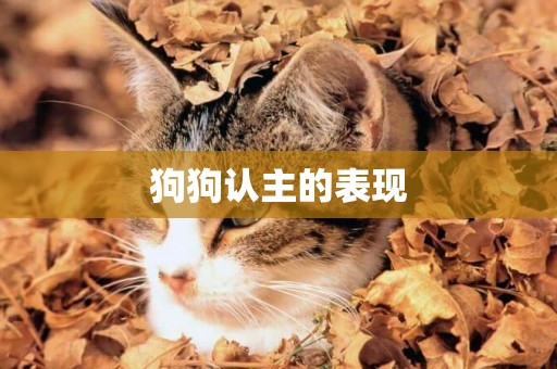 狗狗認主的表現