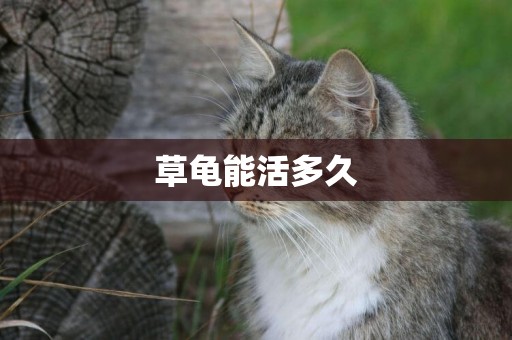 草龜能活多久