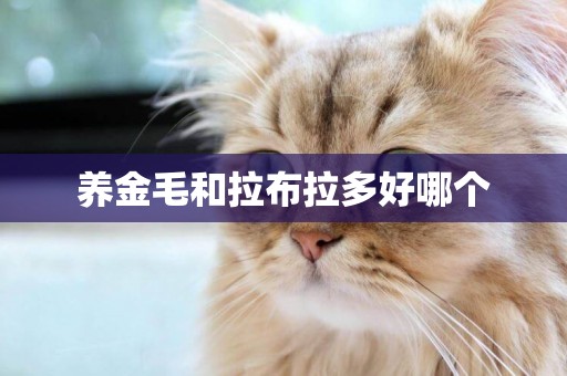 養金毛和拉布拉多好哪個