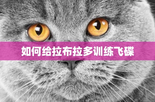 如何給拉布拉多訓練飛碟