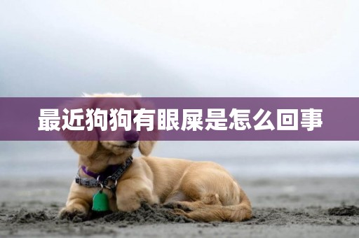 最近狗狗有眼屎是怎么回事