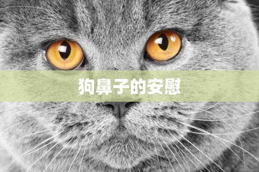 狗鼻子的安慰