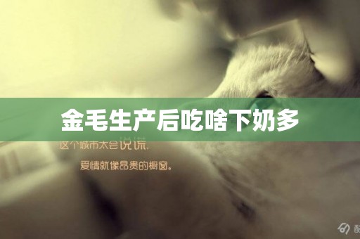 金毛生產后吃啥下奶多