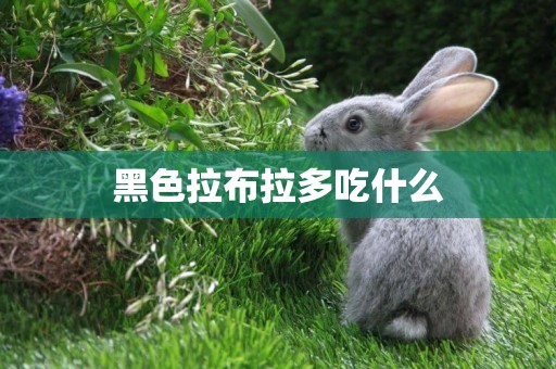 黑色拉布拉多吃什么