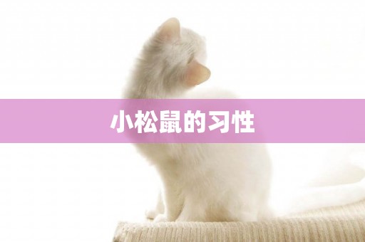 小松鼠的習性