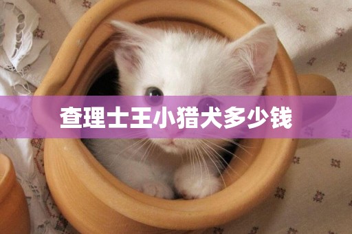 查理士王小獵犬多少錢