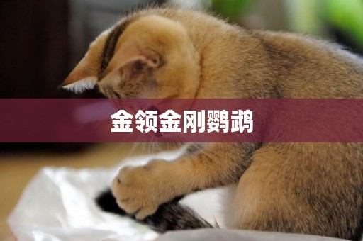 金領金剛鸚鵡