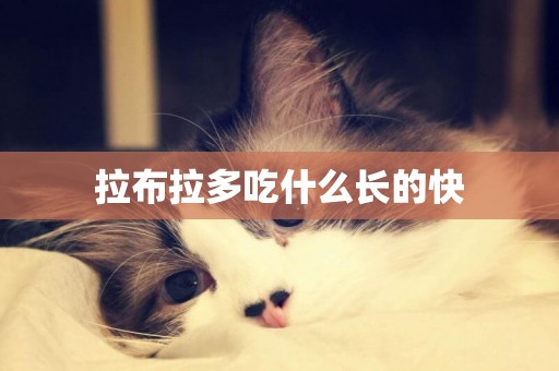 拉布拉多吃什么長的快